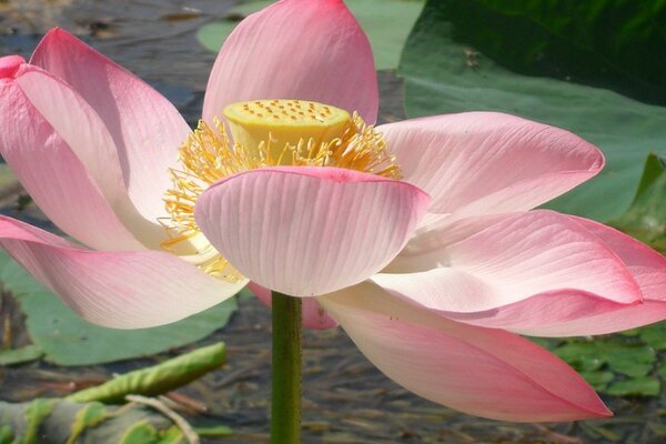 Belle fleur rose sur l eau