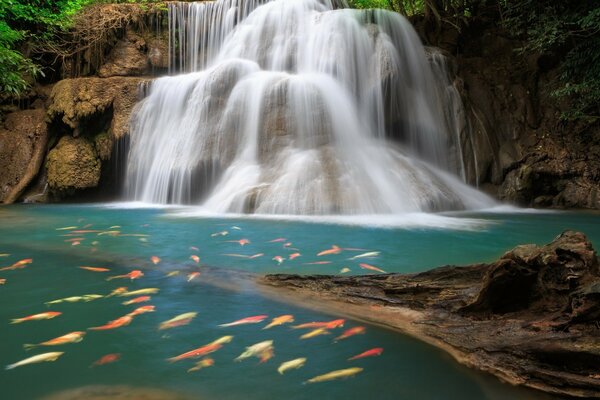 Wasserfall mit vielen orangefarbenen und gelben Fischen