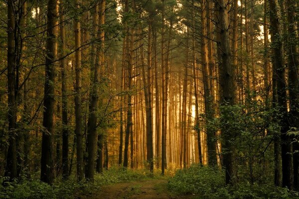 Luce del sole nella foresta