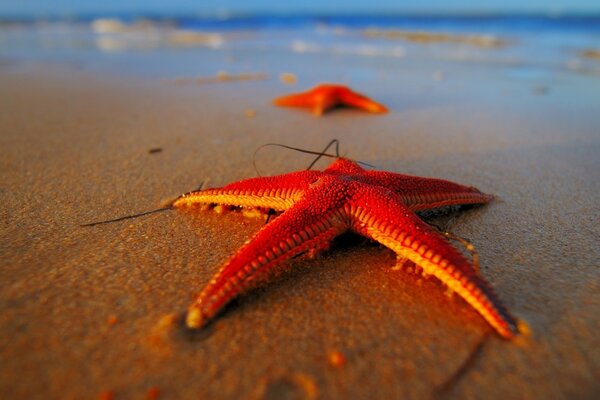 Estrelas do mar a receita mais deliciosa