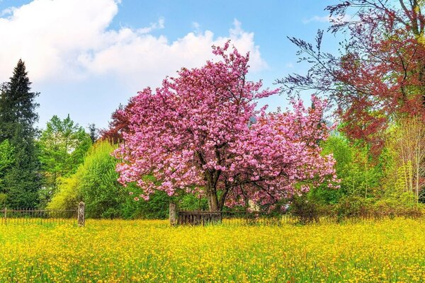 绿色花园里的樱花树