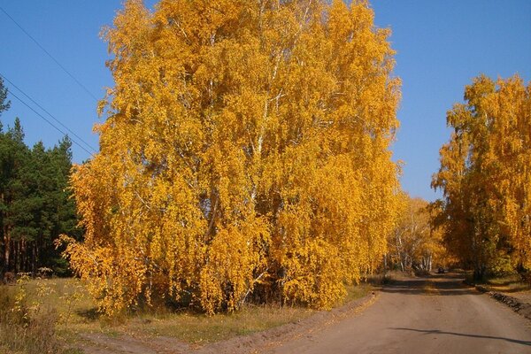 Großer gelber Herbstbaum am Straßenrand