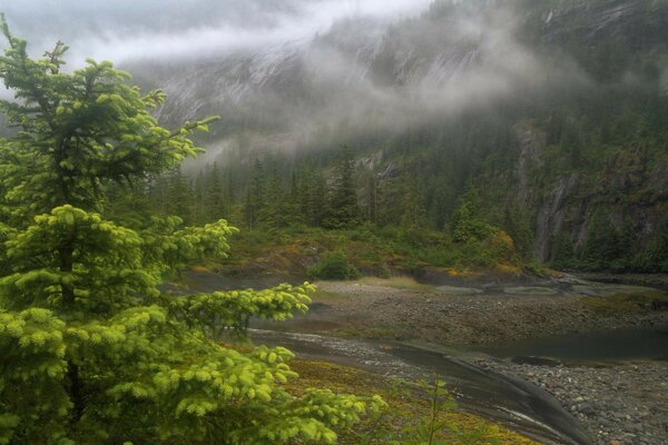 Berglandschaft und Waldbach