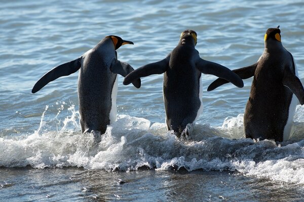 Drei Pinguine gehen schwimmen im Meer