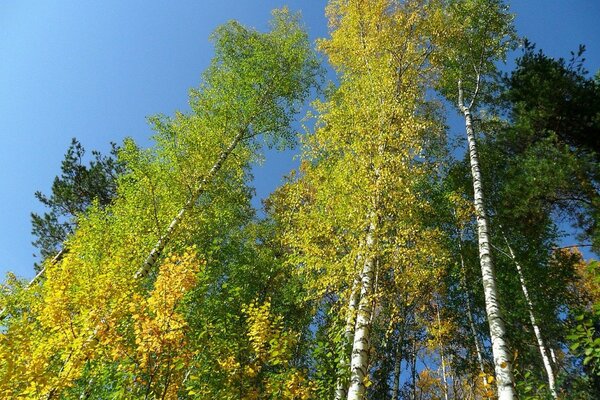 Bosque de abedul a veces otoñal