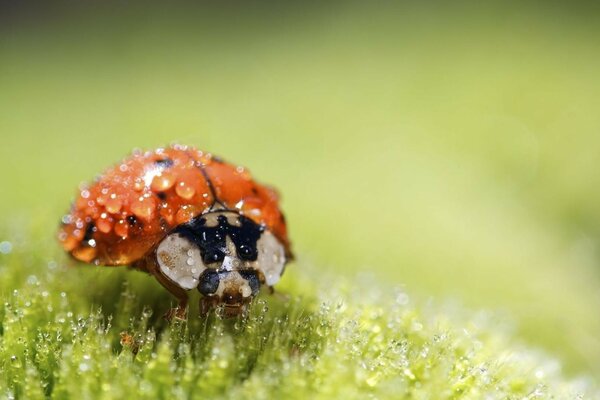 Der Käfer ist ein Marienkäfer, der mit Tau bedeckt ist