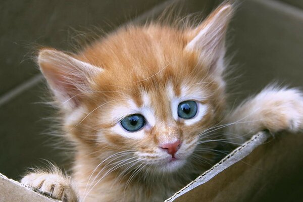 Gatito pelirrojo de ojos azules en una Caja