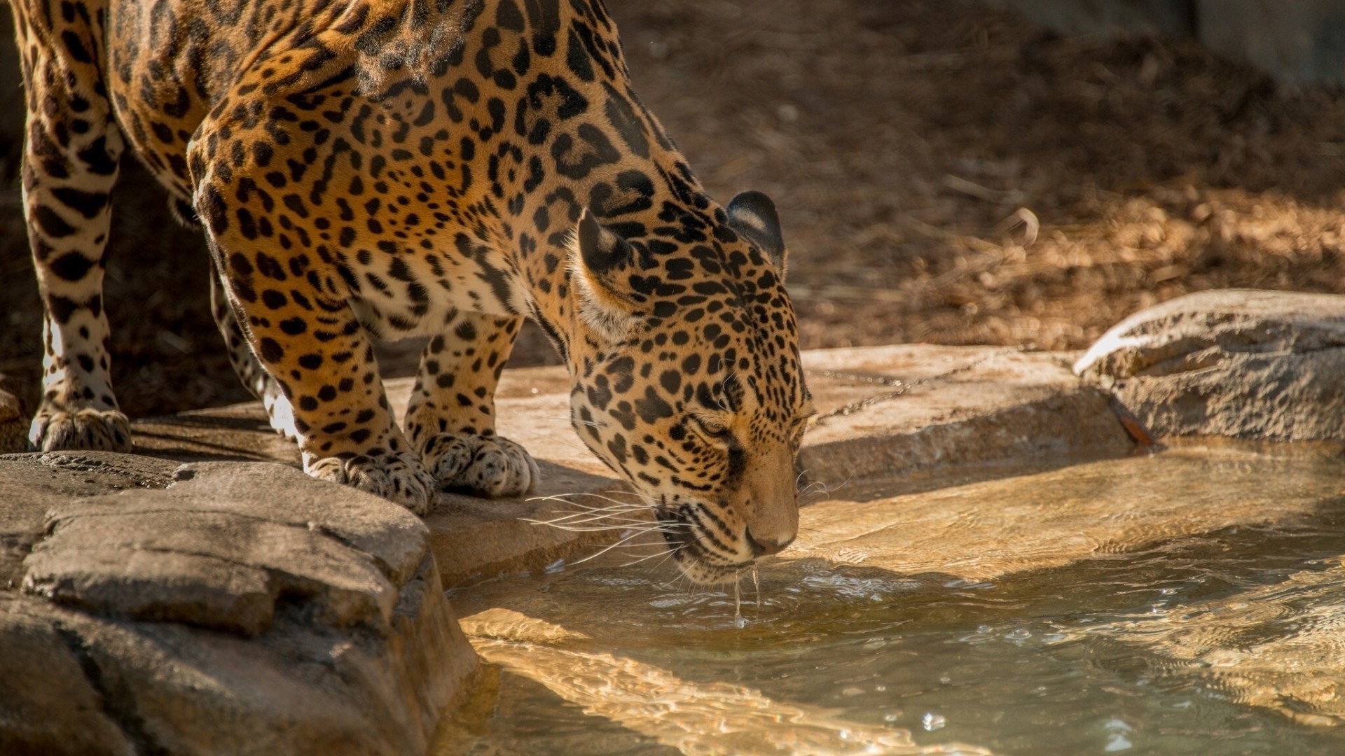 leopards wildlife mammal nature wild zoo cat