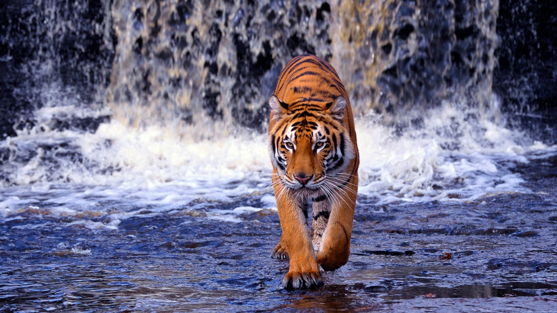 рык тигр лес скачать