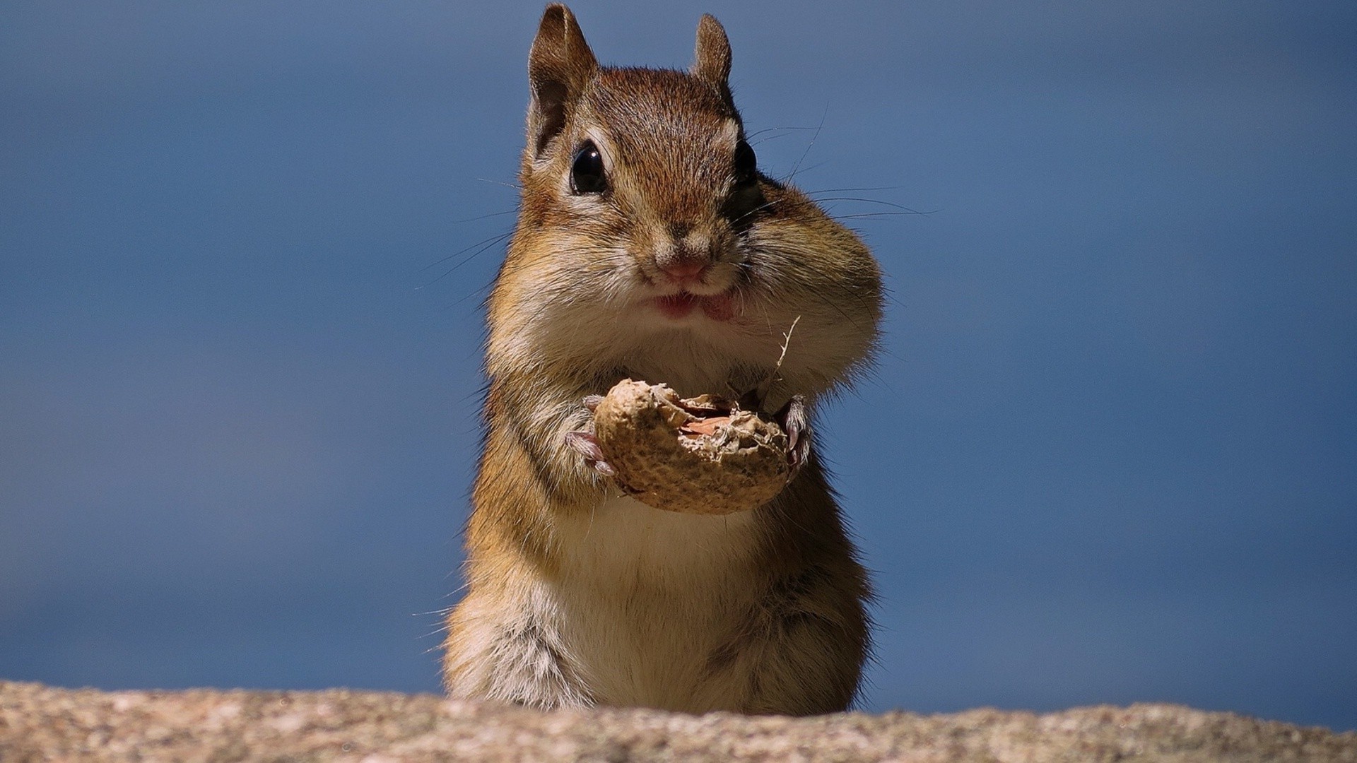 animais mamífero roedor vida selvagem fofa esquilo natureza pele ao ar livre pequeno animal