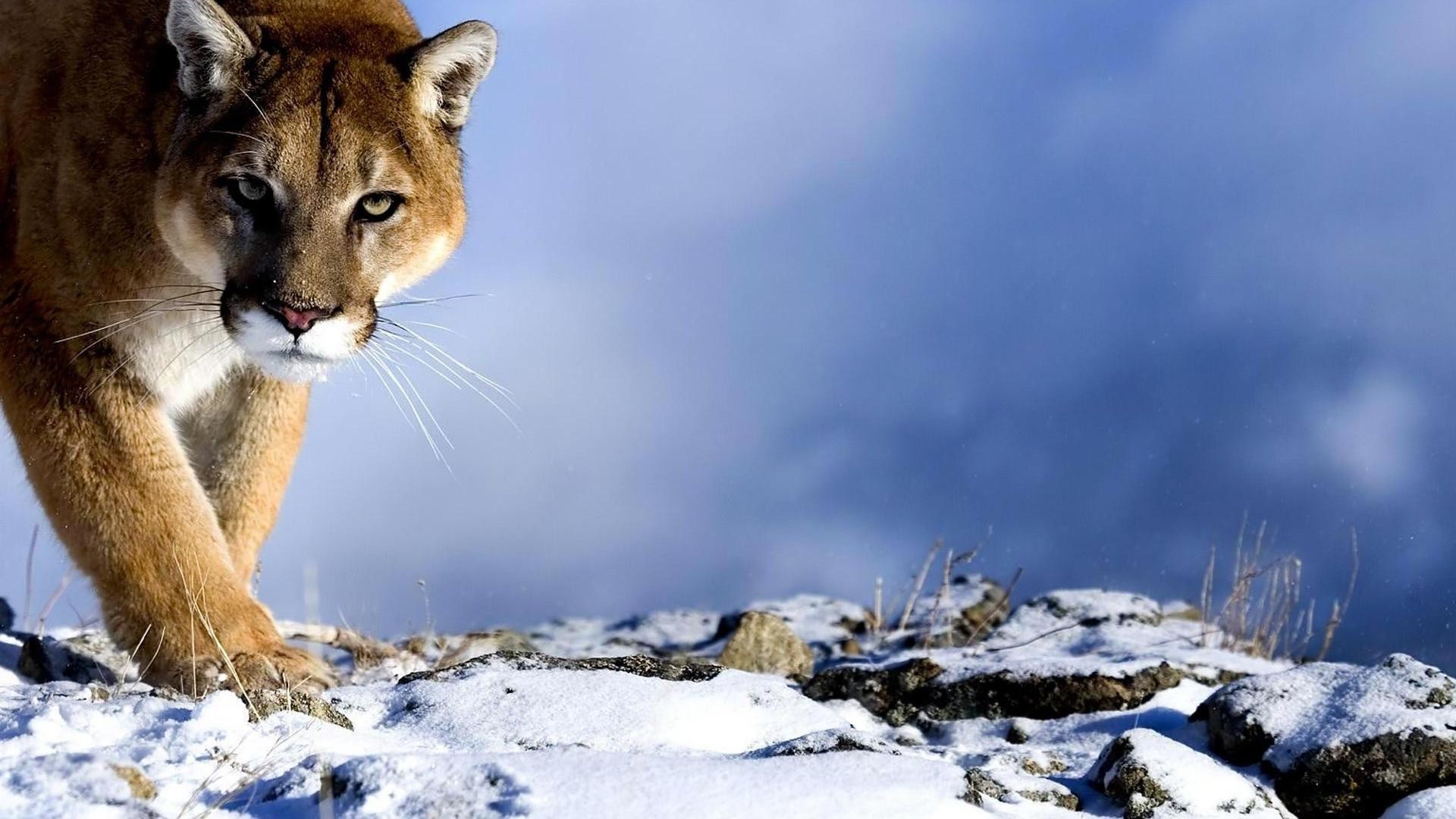 animales nieve invierno naturaleza vida silvestre al aire libre frío mamífero salvaje gato