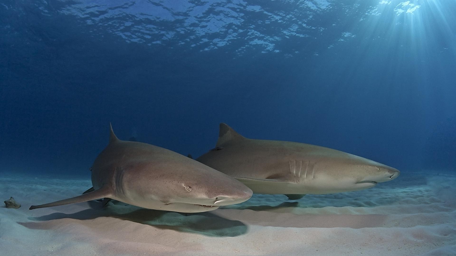 animaux sous-marin eau poissons requin océan mer