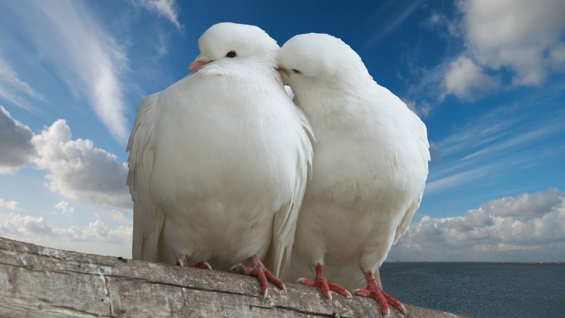 animais pássaro natureza animal céu pomba ao ar livre aves