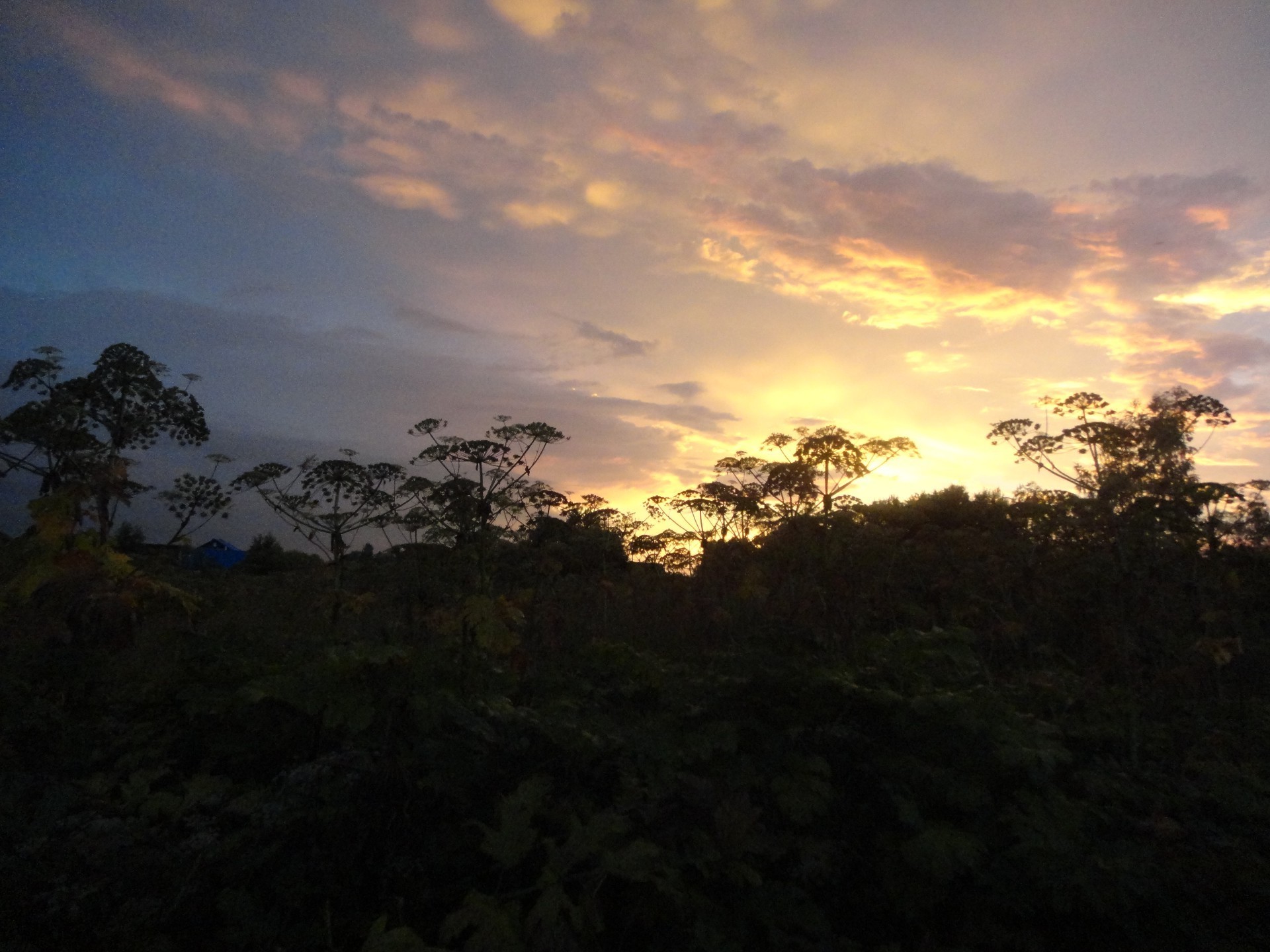 the sunset and sunrise sunset dawn landscape tree sky sun backlit evening nature silhouette light dusk fog outdoors