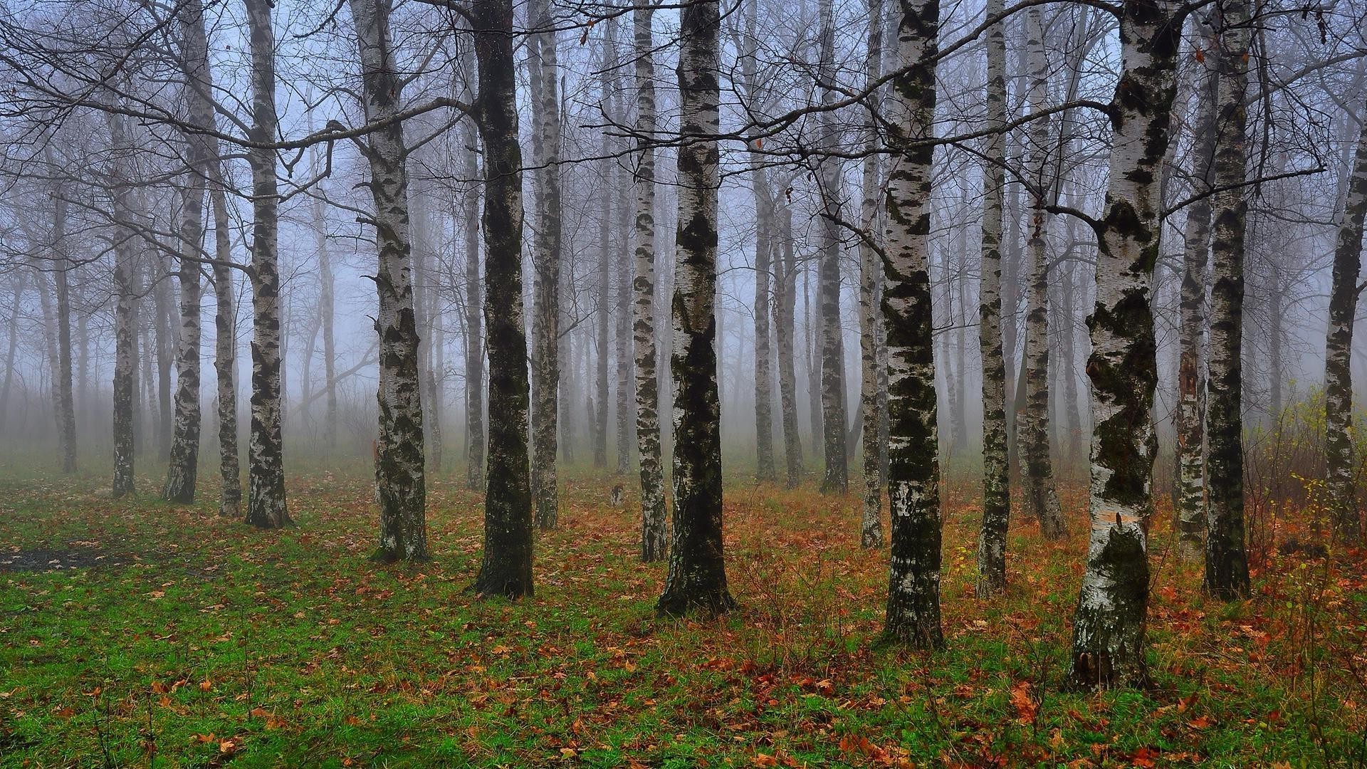 forest tree wood fall landscape fog dawn mist leaf nature park season branch fair weather outdoors scenic environment trunk beech sun