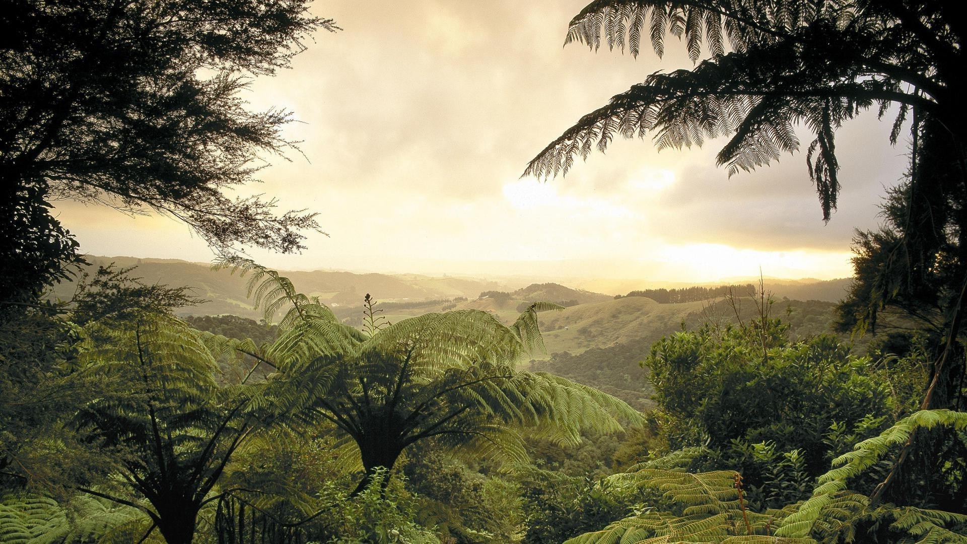 bosque árbol naturaleza viajes paisaje tropical al aire libre amanecer madera puesta de sol sol cielo palmas selva tropical verano hoja playa buen tiempo