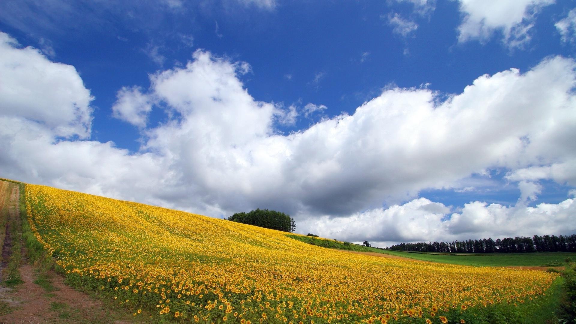 field of flowers landscape rural nature agriculture sky countryside outdoors summer grass field farm pasture growth fair weather cropland tree sun farmland idyllic