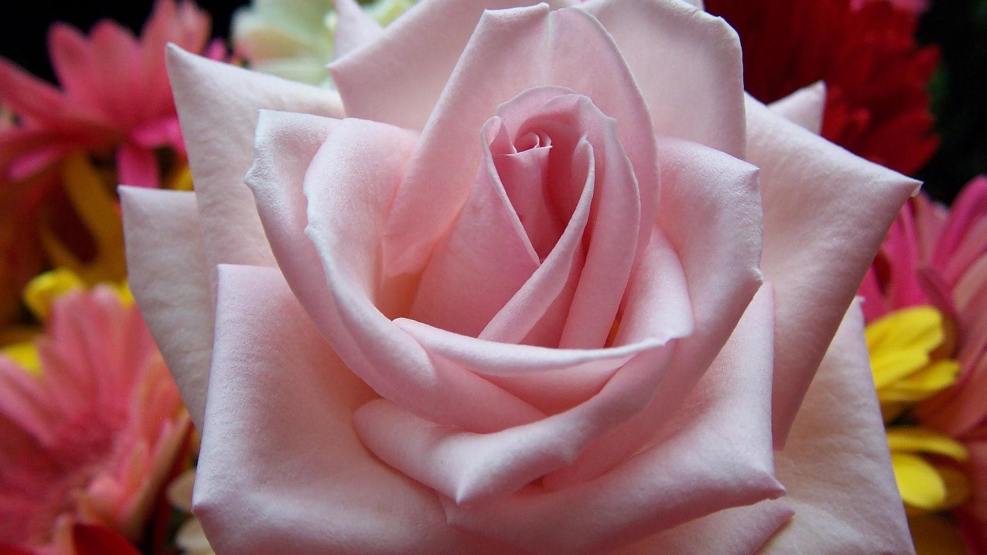 Самые красивые розы на свете