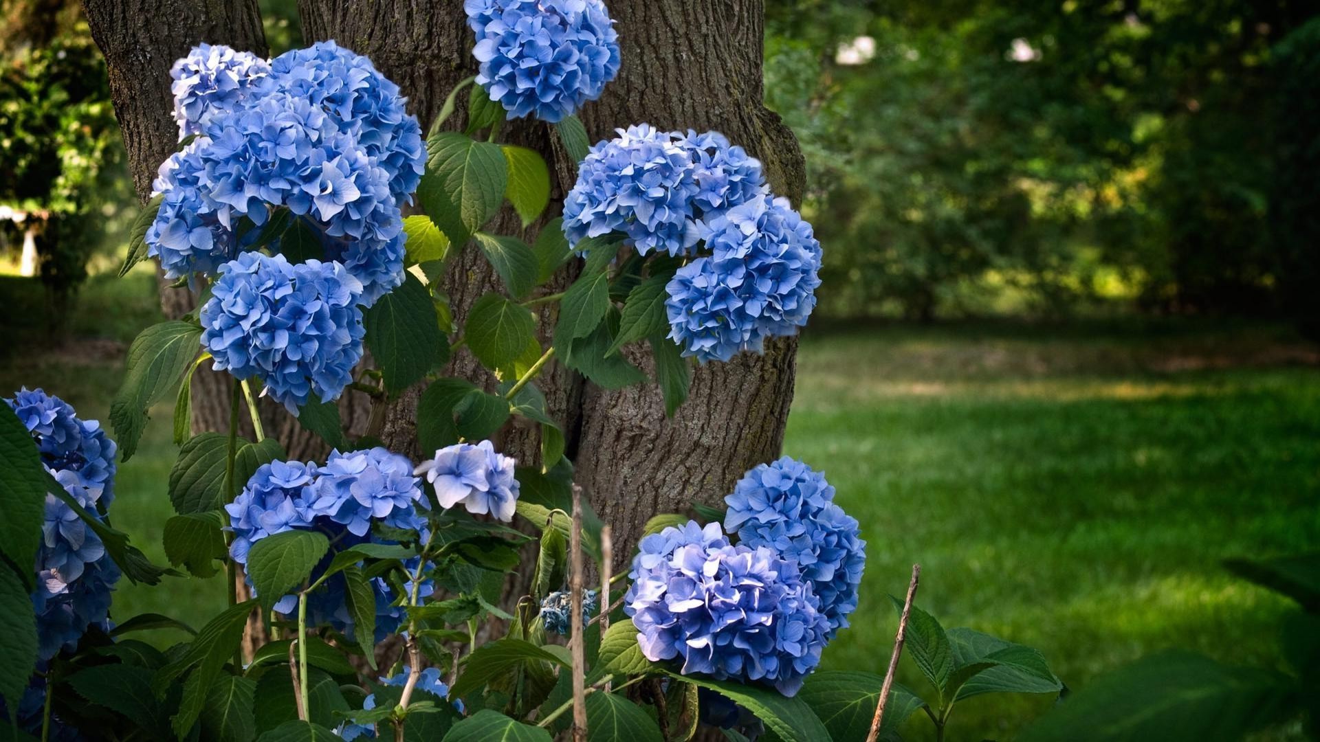 çiçekler doğa bahçe yaprak flora yaz çiçek açık havada renk sezon