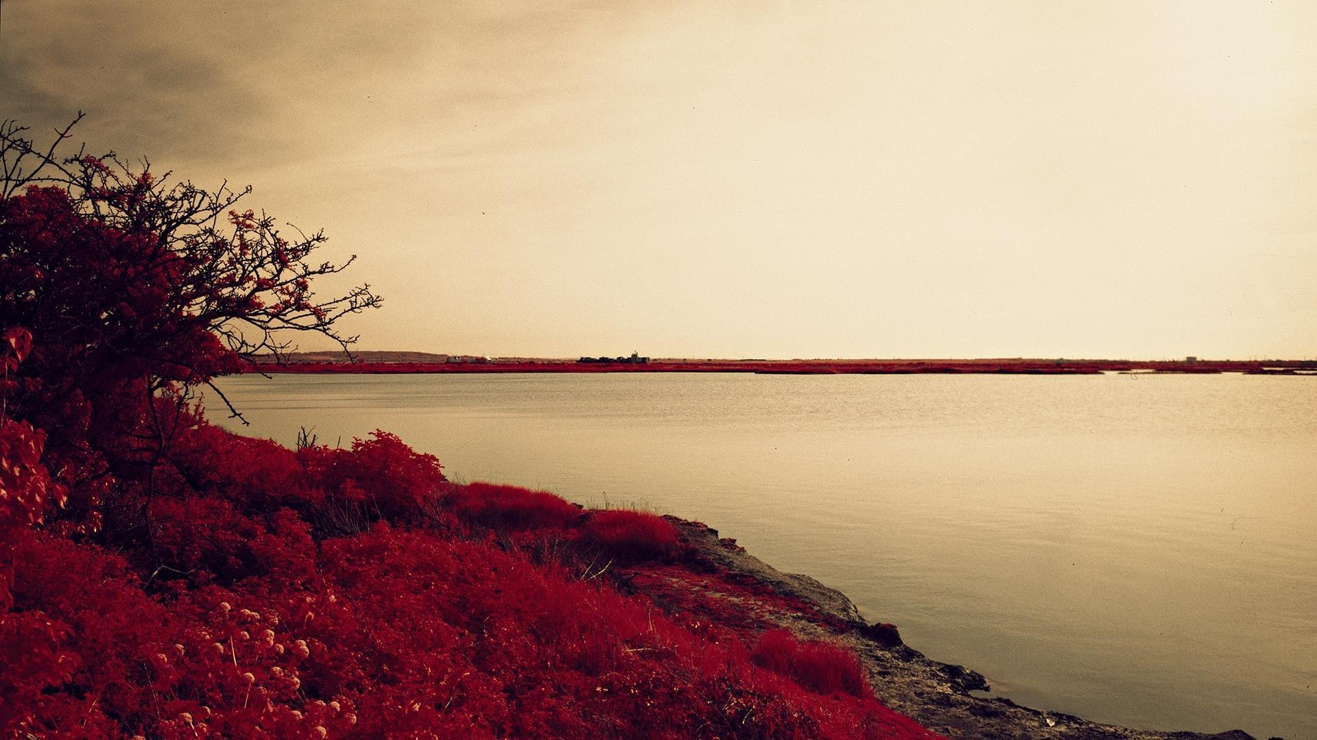 blumen wasser landschaft sonnenuntergang dämmerung strand baum am abend meer meer see ozean nebel fluss