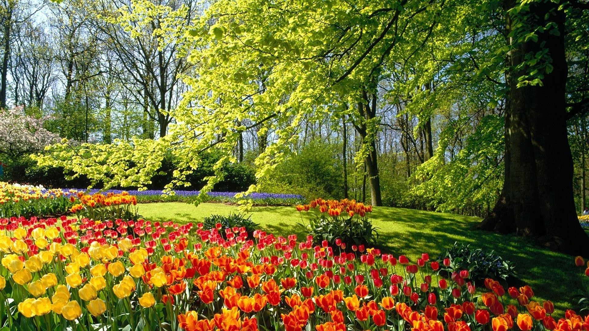 tulips tulip flower nature leaf park season garden flora landscape color bright summer vibrant growth tree outdoors grass fair weather springtime