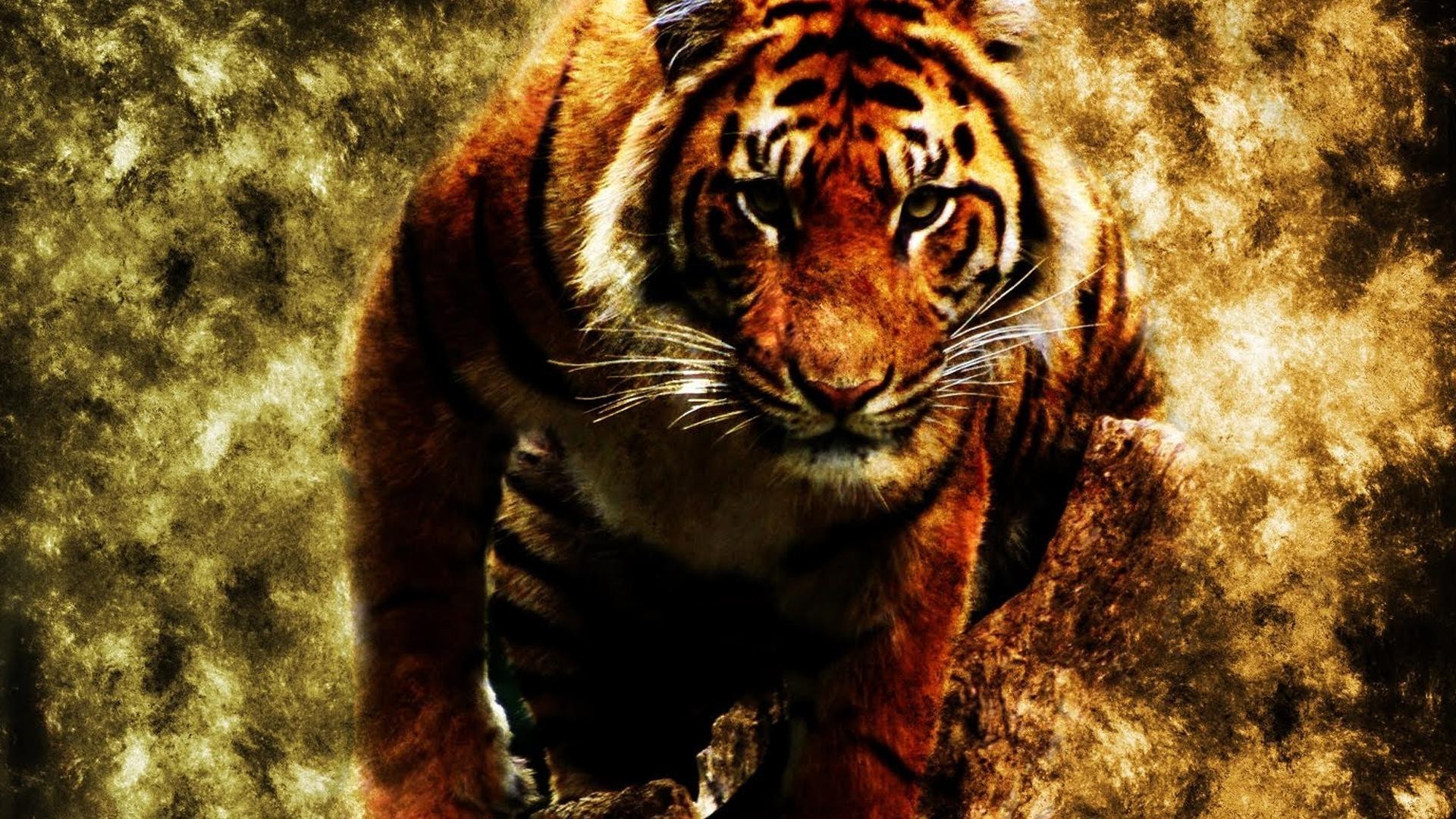 tigres faune tigre mammifère zoo animal chat prédateur nature bande sauvage jungle chasseur grand danger fourrure portrait agression en voie de disparition bouche safari