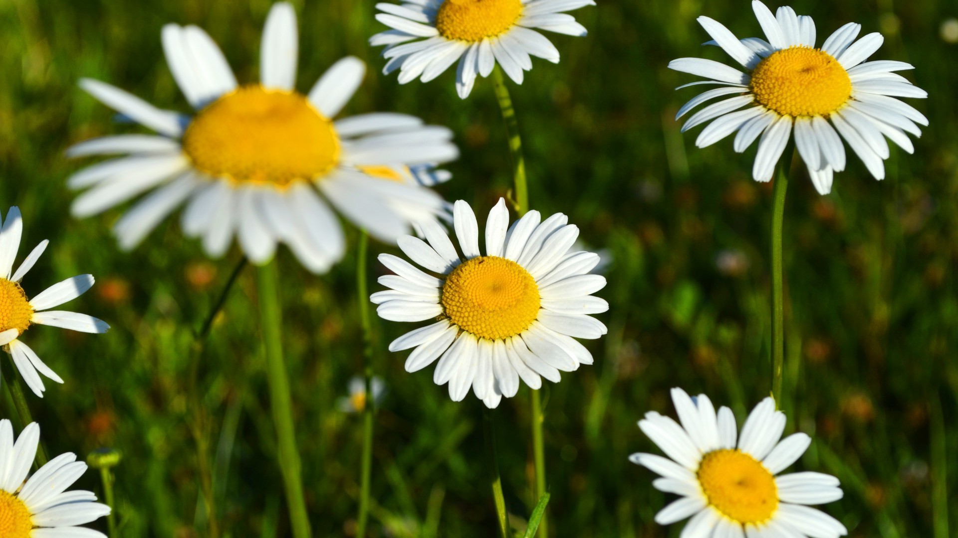 margaridas natureza verão flor flora feno grama jardim campo temporada brilhante cor close-up folha desktop ao ar livre floral blooming selvagem