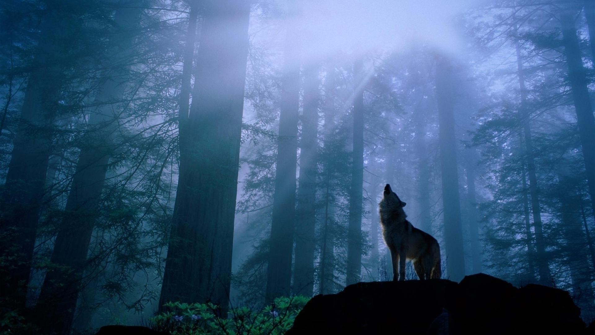 animali nebbia nebbia alba paesaggio legno illuminato all aperto inverno albero luce neve tramonto acqua natura sera viaggi