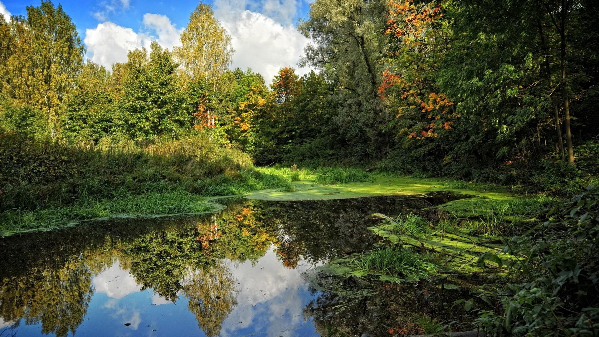 forêt nature paysage arbre bois feuille eau en plein air parc scénique automne rivière environnement saison paysage été lac voyage spectacle herbe