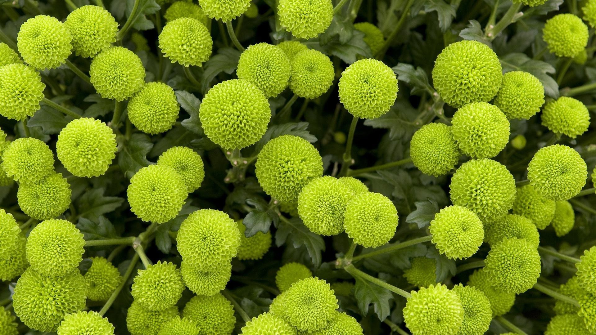 çiçekler doğa çiçek flora yaprak çiçek renk masaüstü bahçe yaz tıp büyüme yakın çekim alan