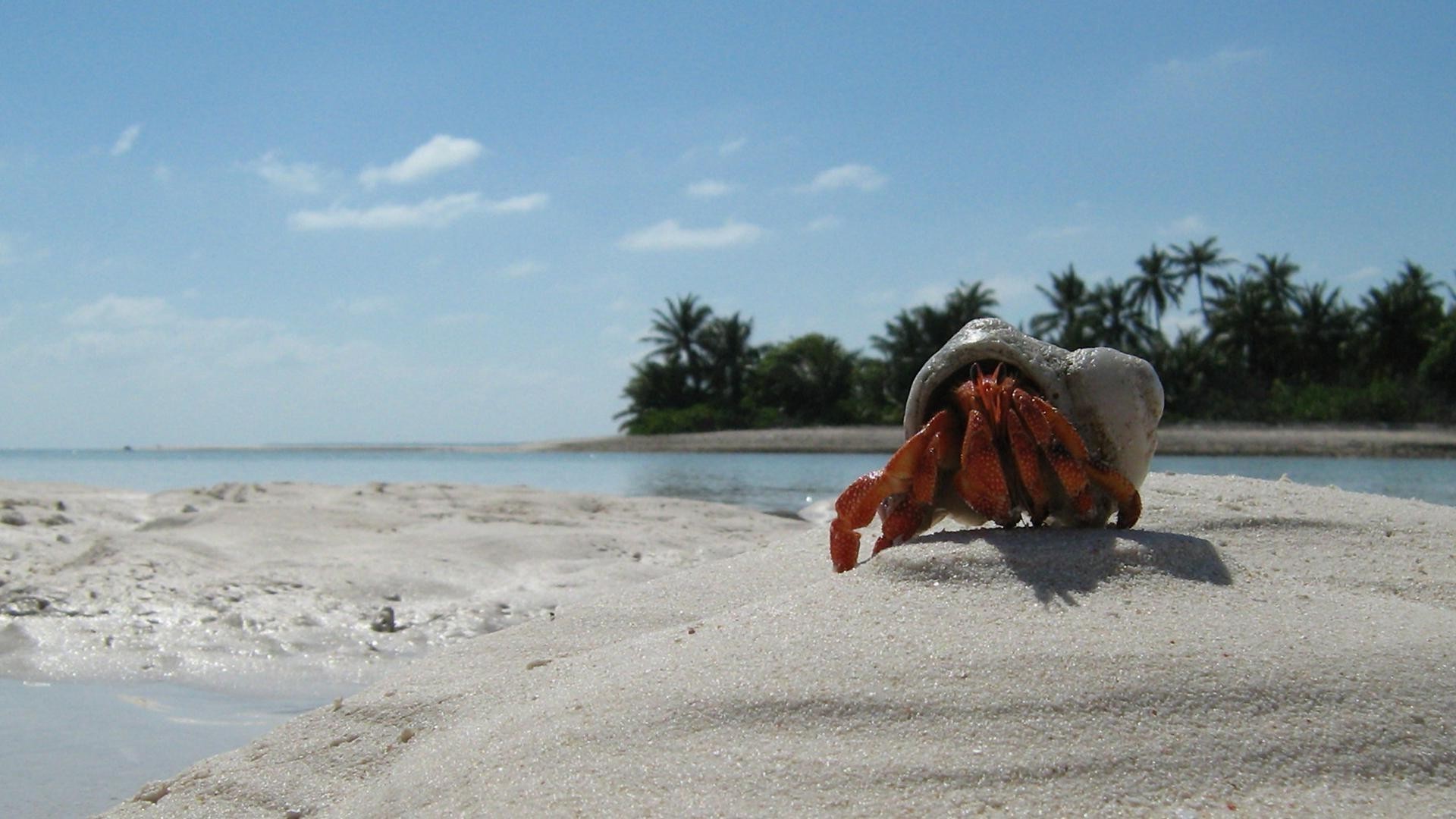 tiere wasser strand sand meer reisen ozean meer sommer urlaub tageslicht im freien brandung urlaub