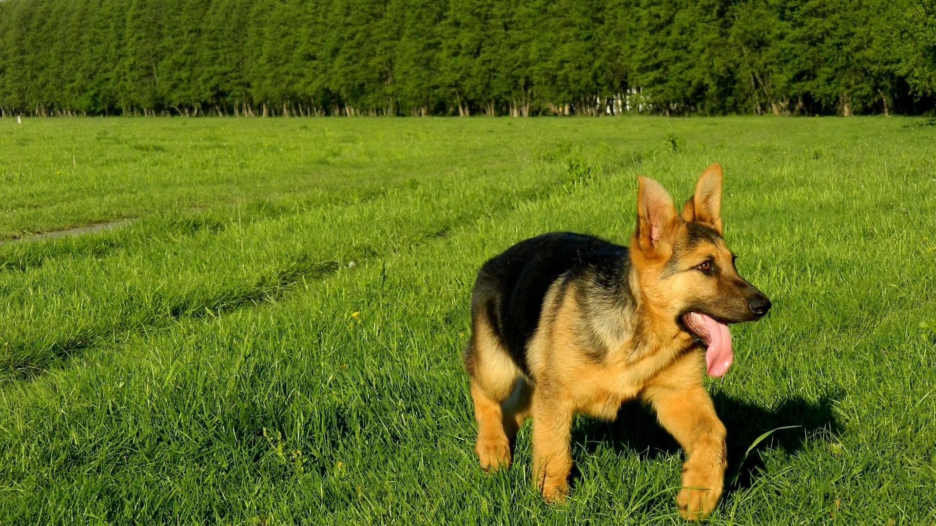 dogs dog mammal grass animal canine hayfield pet field