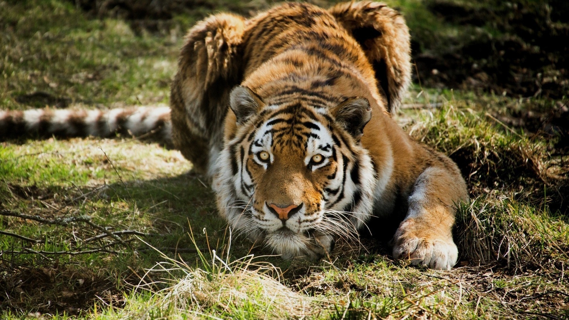 tigres vida selvagem gato predador mamífero selvagem animal caçador comedor de carne grande safari pele natureza tigre selva jardim zoológico perigo caça em perigo