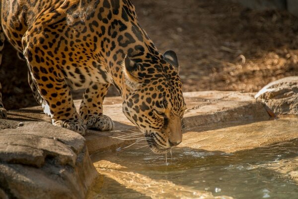 Склонился к водопою красивый леопард