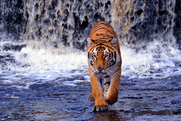 Tiger walking on water in a waterfall