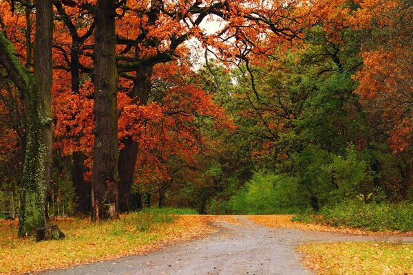 Straße im Herbstwald und Blätter auf dem Boden