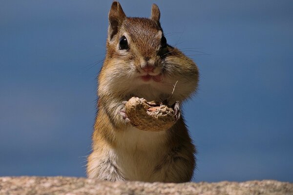 Look how appetizing I am chewing a nut