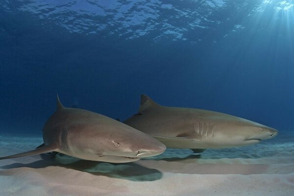 Dos tiburones en el fondo del océano