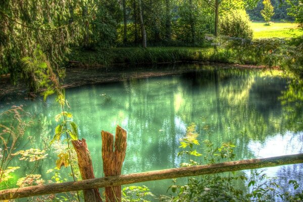 Forest lake surrounded by green forest