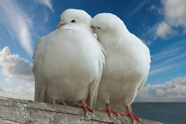 Animaux célestes et oiseaux dans la nature