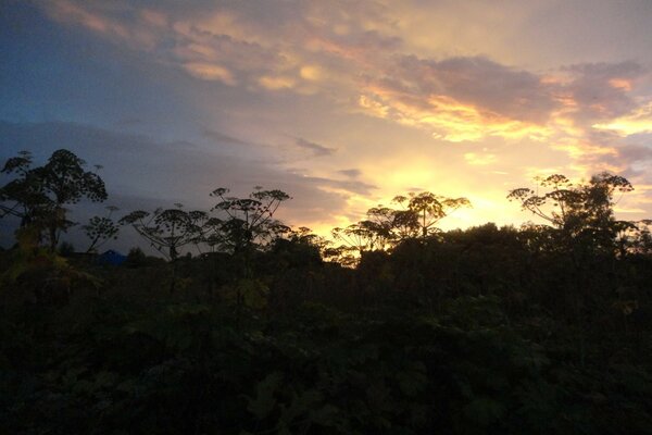 Céu bonito no fundo das árvores