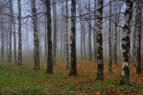 Piękny jesienny las brzozowy