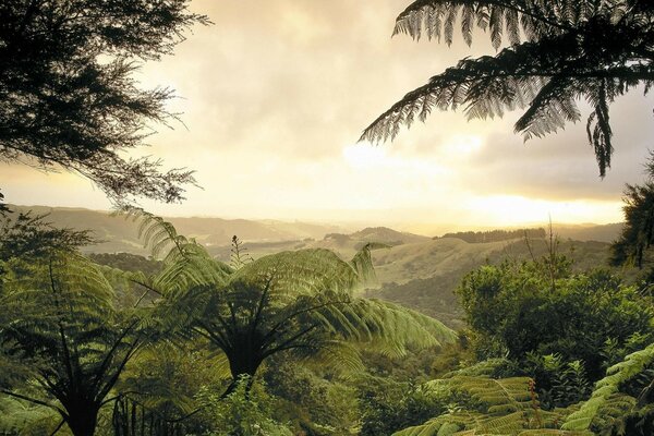 Beautiful landscape with palm trees in the rays of the setting sun