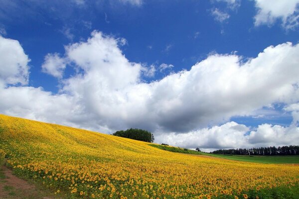 A hillock lined with a carpet of sunny dandelions under the shadow of heaven