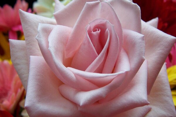 Large pink romantic rose