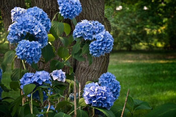 Très belles fleurs sur la photo