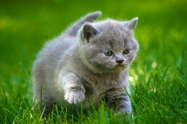 Mignon chaton gris moelleux joue sur l herbe