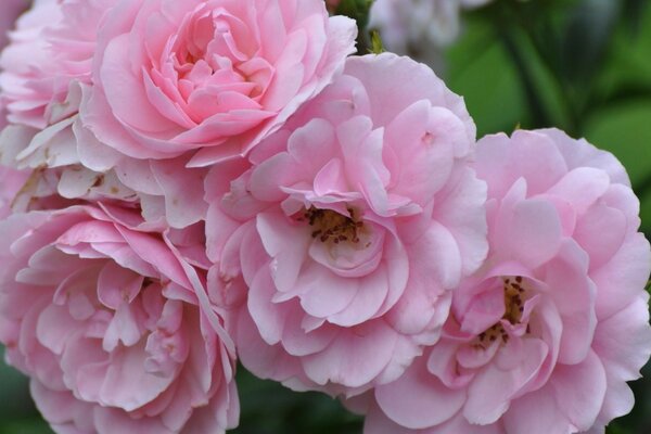 Rosa Blüten mit zarten Blütenblättern