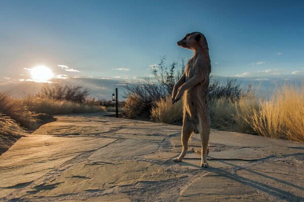 The jerboa stands on its hind legs and looks over the horizon