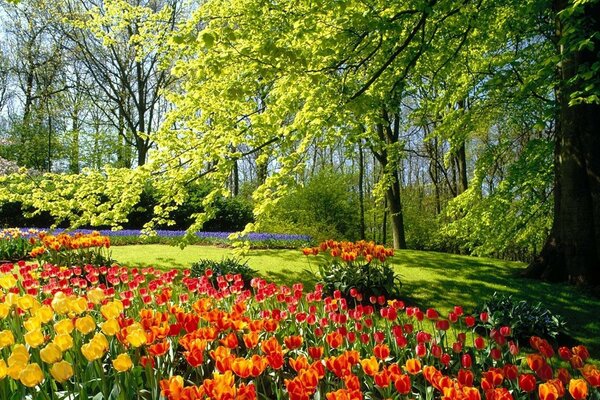 Sommertulpen an einem sonnigen Tag